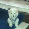 rabito