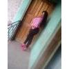 cecy81
