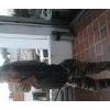 797ladyvallecillCali
