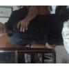 luis982